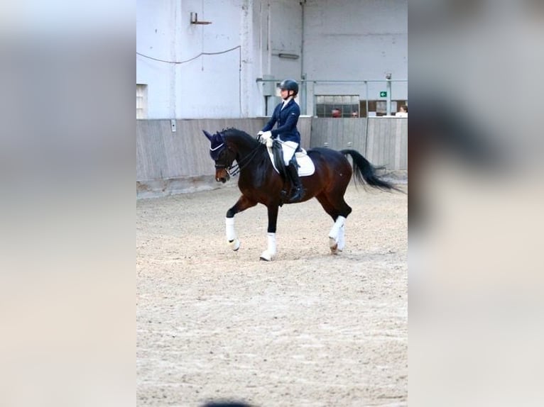 Deutsches Reitpony Stute 10 Jahre 148 cm Dunkelbrauner in Braunschweig