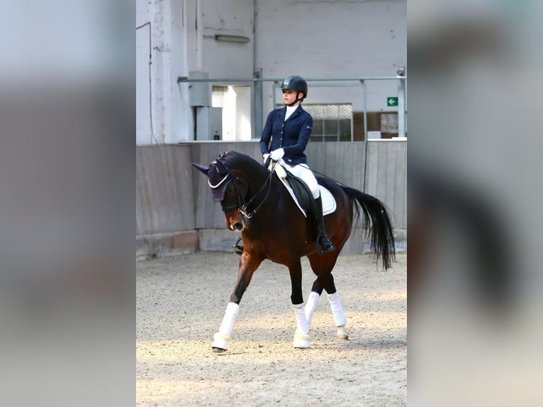 Deutsches Reitpony Stute 10 Jahre 148 cm Dunkelbrauner in Braunschweig