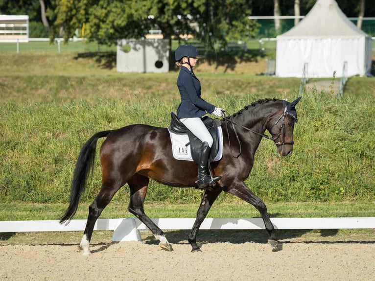 Deutsches Reitpony Stute 10 Jahre 148 cm Dunkelbrauner in Braunschweig