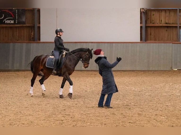Deutsches Reitpony Stute 10 Jahre 148 cm Dunkelbrauner in Braunschweig