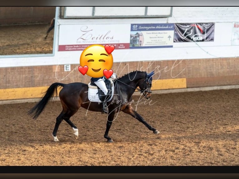 Deutsches Reitpony Stute 10 Jahre 148 cm Dunkelbrauner in Braunschweig