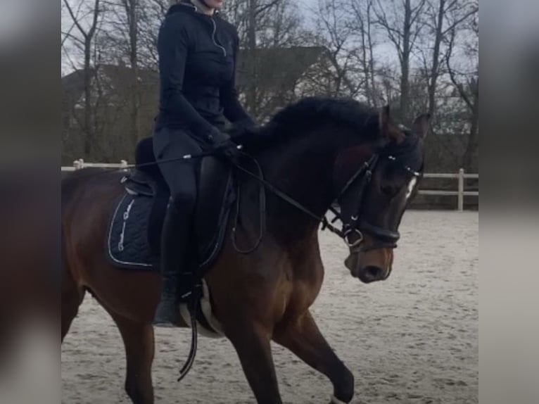 Deutsches Reitpony Stute 10 Jahre 148 cm Dunkelbrauner in Wetter (Ruhr)