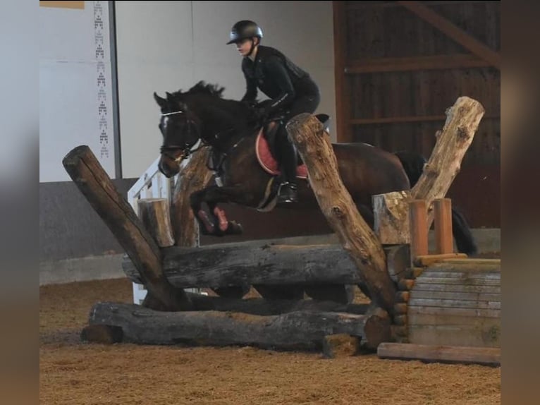 Deutsches Reitpony Stute 10 Jahre 148 cm Dunkelbrauner in Wetter (Ruhr)