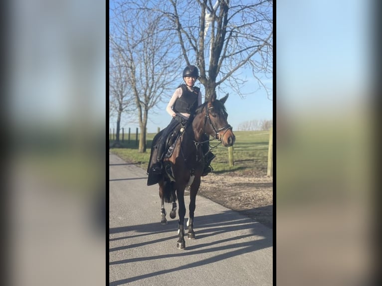Deutsches Reitpony Stute 10 Jahre 148 cm Dunkelbrauner in Wetter (Ruhr)