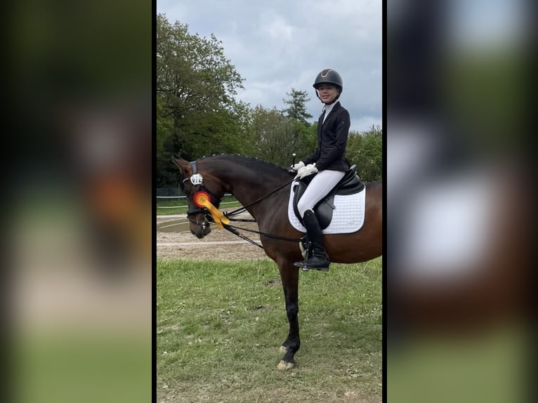 Deutsches Reitpony Stute 10 Jahre 148 cm Dunkelbrauner in Wetter (Ruhr)