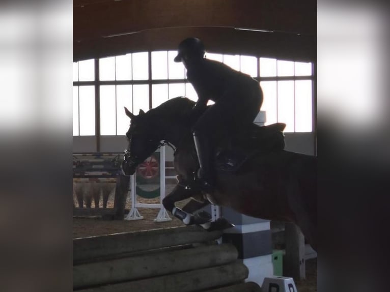 Deutsches Reitpony Stute 10 Jahre 148 cm Dunkelbrauner in Wetter (Ruhr)