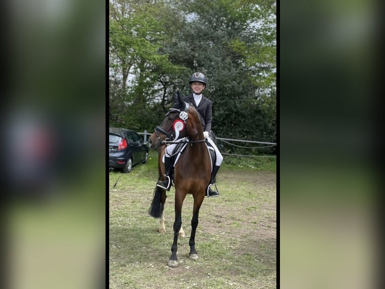 Deutsches Reitpony Stute 10 Jahre 148 cm Dunkelbrauner in Wetter (Ruhr)