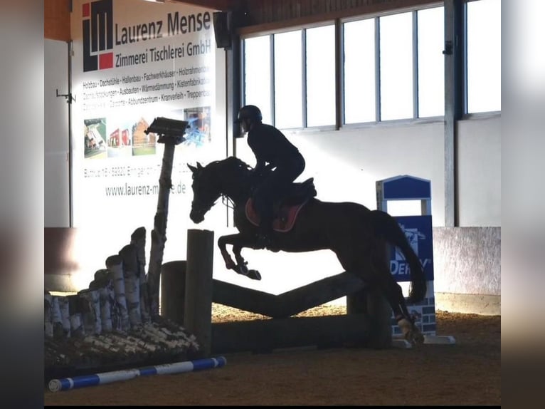 Deutsches Reitpony Stute 10 Jahre 148 cm Dunkelbrauner in Wetter (Ruhr)