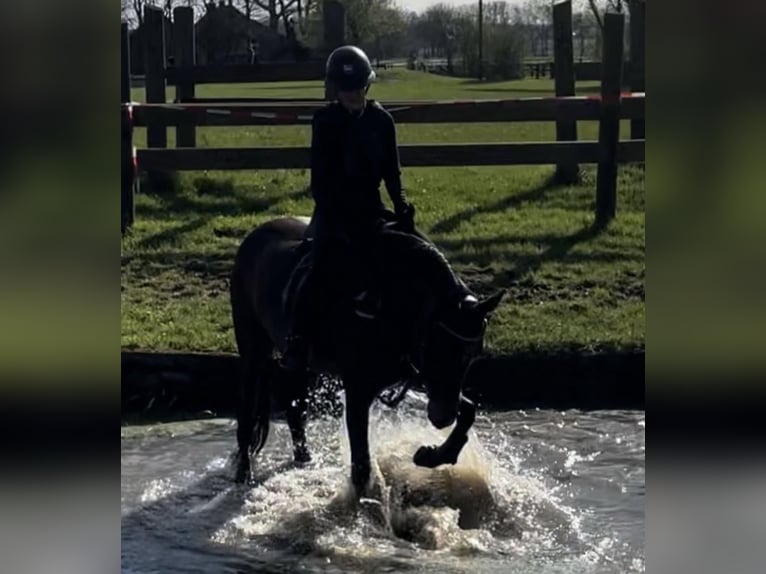 Deutsches Reitpony Stute 10 Jahre 148 cm Dunkelbrauner in Wetter (Ruhr)