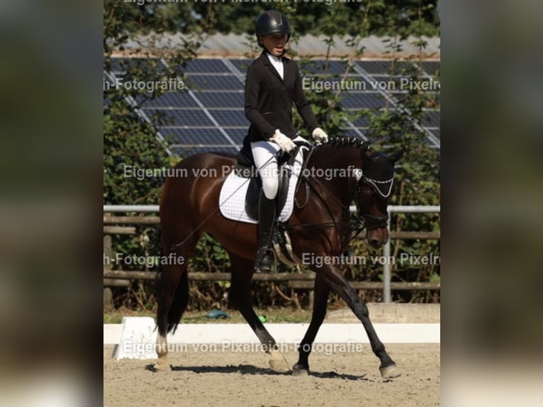 Deutsches Reitpony Stute 10 Jahre 148 cm Dunkelbrauner in Wetter (Ruhr)
