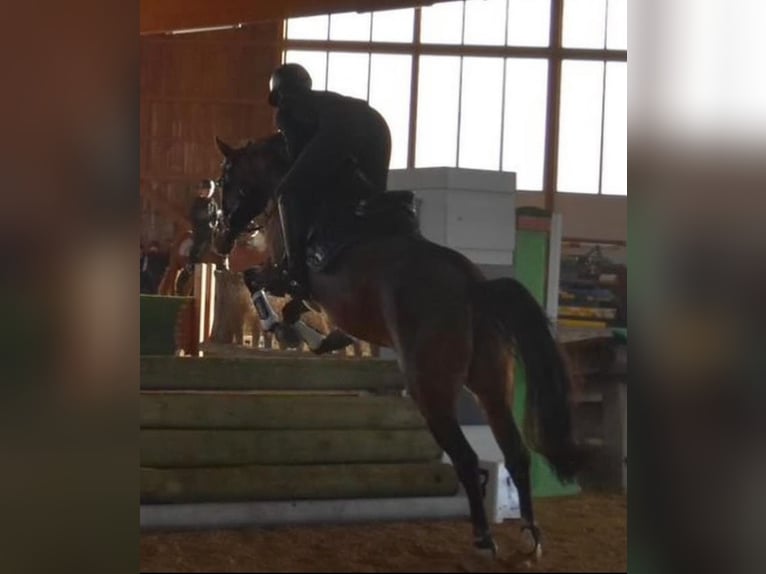 Deutsches Reitpony Stute 10 Jahre 148 cm Dunkelbrauner in Wetter (Ruhr)