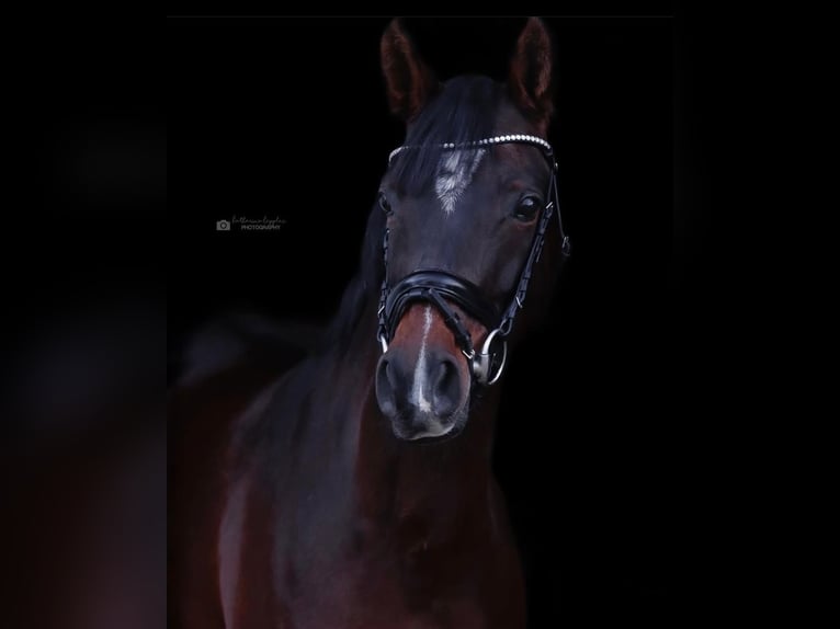 Deutsches Reitpony Stute 10 Jahre 148 cm Dunkelbrauner in Wetter (Ruhr)