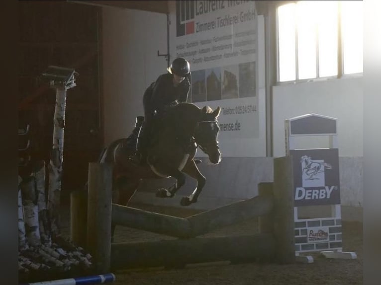 Deutsches Reitpony Stute 10 Jahre 148 cm Dunkelbrauner in Wetter (Ruhr)