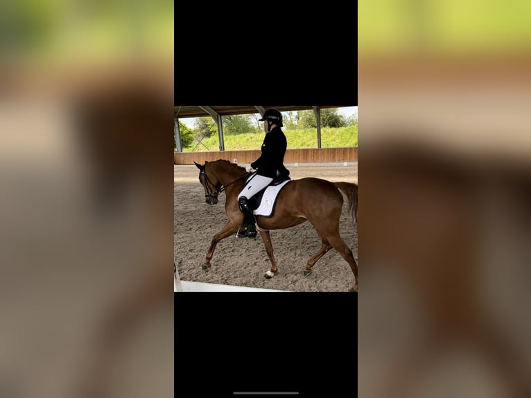 Deutsches Reitpony Stute 10 Jahre 148 cm Dunkelfuchs in Köln