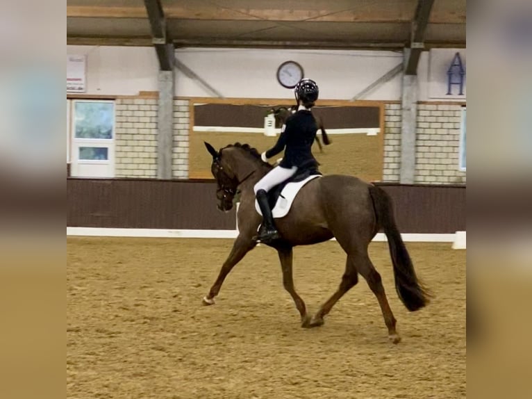 Deutsches Reitpony Stute 10 Jahre 148 cm Dunkelfuchs in M&#xFC;lheim an der Ruhr