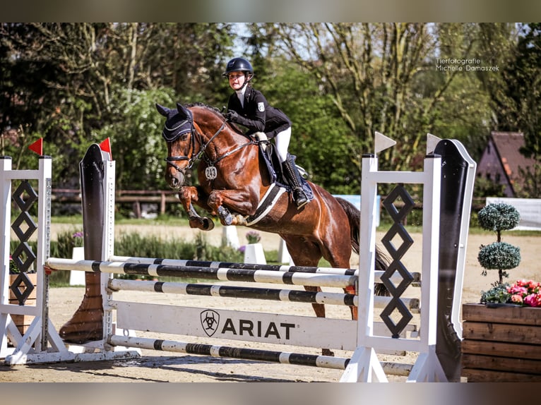 Deutsches Reitpony Stute 10 Jahre 148 cm Dunkelfuchs in M&#xFC;lheim an der Ruhr