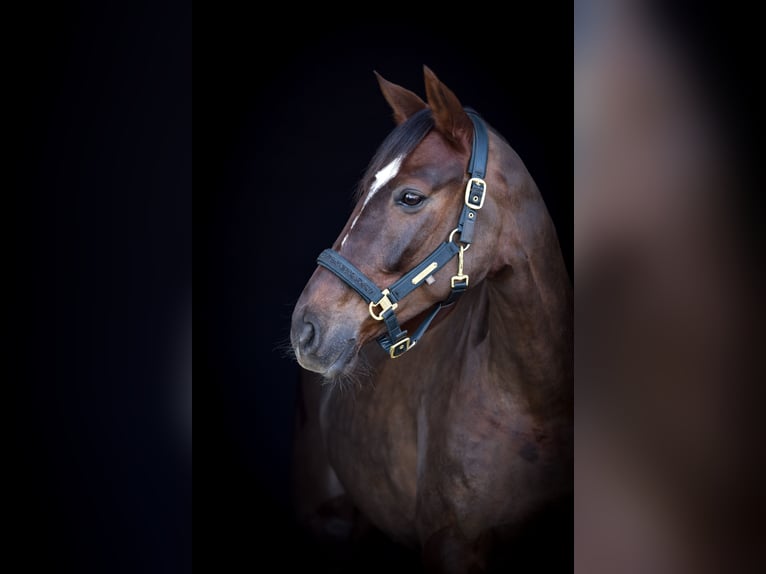 Deutsches Reitpony Stute 10 Jahre 148 cm Dunkelfuchs in M&#xFC;lheim an der Ruhr