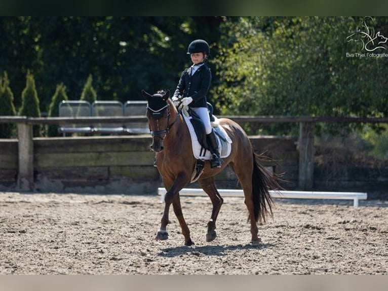 Deutsches Reitpony Stute 10 Jahre 148 cm Dunkelfuchs in M&#xFC;lheim an der Ruhr