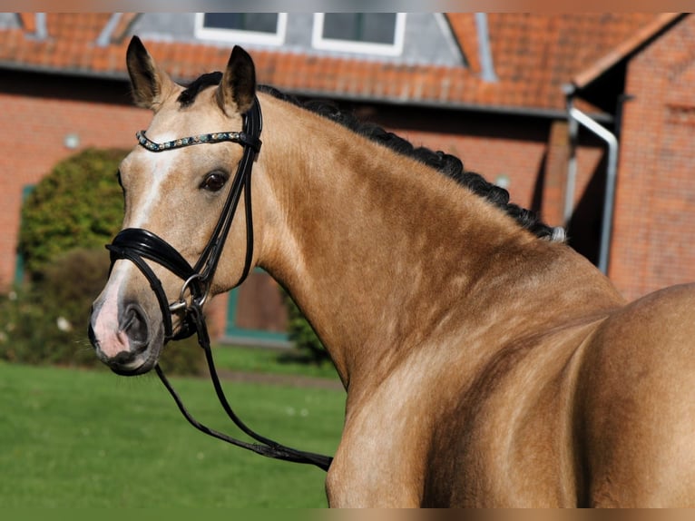 Deutsches Reitpony Stute 10 Jahre 148 cm Falbe in Rehburg-Loccum Münchehagen