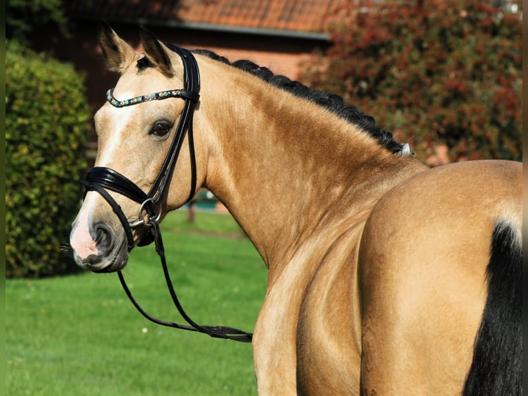 Deutsches Reitpony Stute 10 Jahre 148 cm Falbe in Rehburg-Loccum Münchehagen