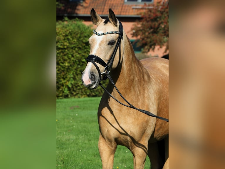 Deutsches Reitpony Stute 10 Jahre 148 cm Falbe in Rehburg-Loccum Münchehagen