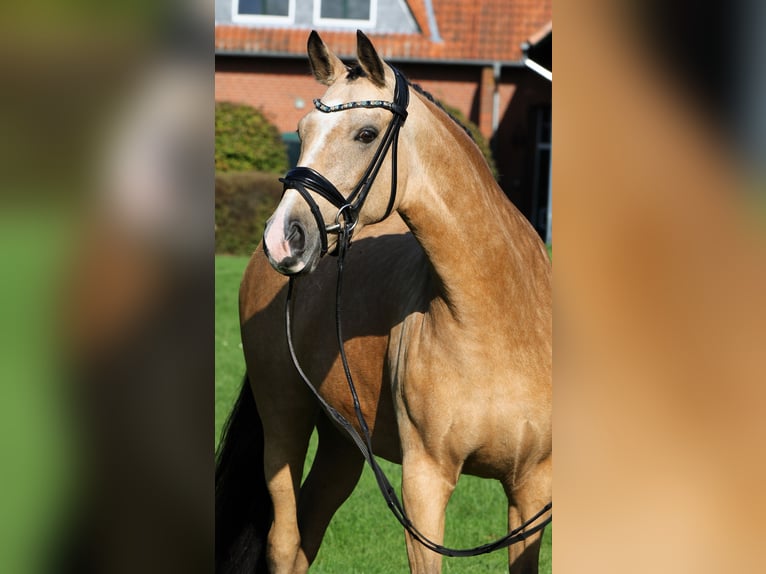 Deutsches Reitpony Stute 10 Jahre 148 cm Falbe in Rehburg-Loccum Münchehagen