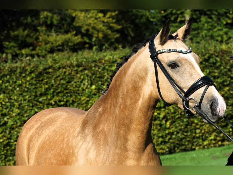 Deutsches Reitpony Stute 10 Jahre 148 cm Falbe in Rehburg-Loccum Münchehagen