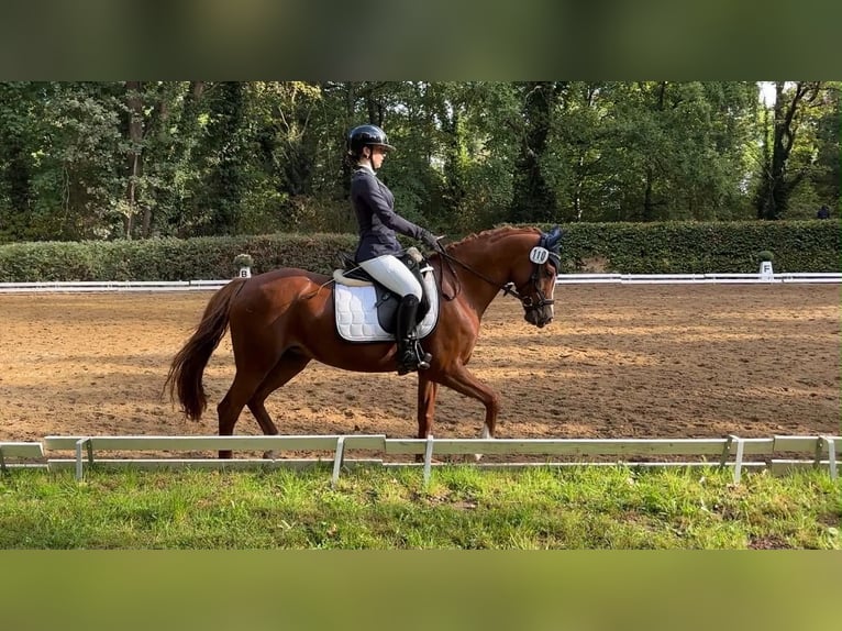 Deutsches Reitpony Stute 10 Jahre 148 cm Fuchs in Groß Twülpstedt