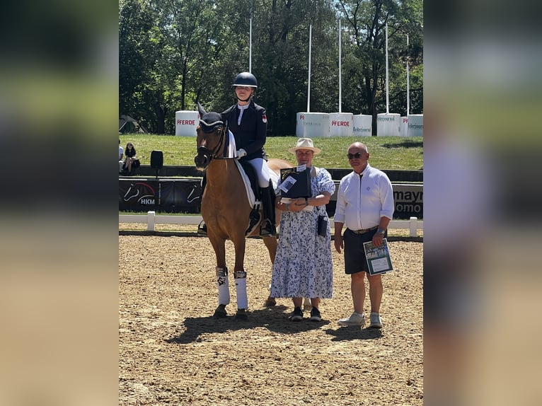 Deutsches Reitpony Stute 10 Jahre 148 cm Fuchs in Willmars