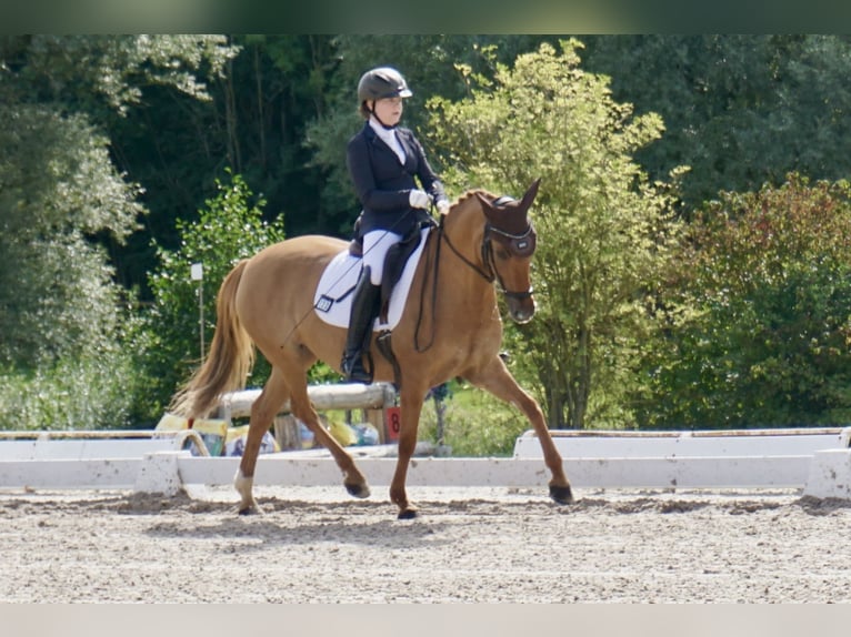 Deutsches Reitpony Stute 10 Jahre 148 cm Fuchs in Willmars