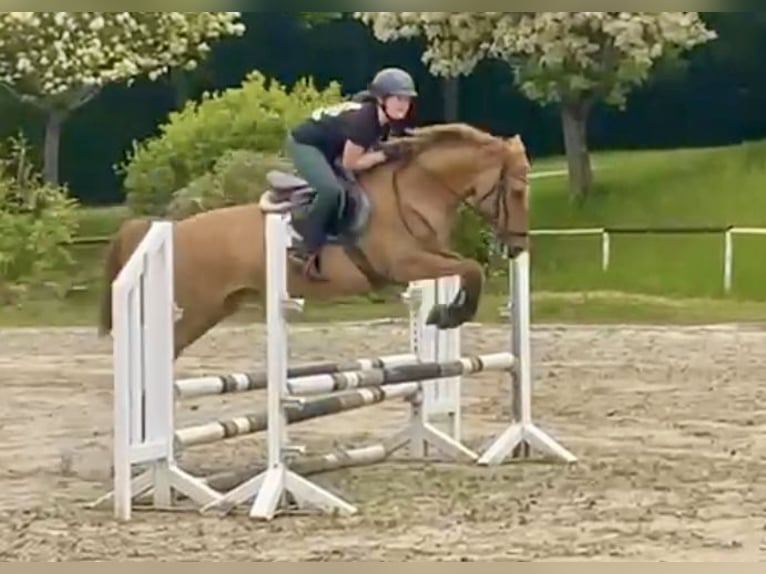 Deutsches Reitpony Stute 10 Jahre 148 cm Fuchs in Willmars