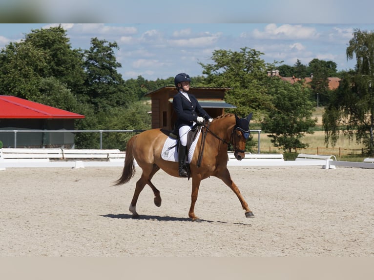 Deutsches Reitpony Stute 10 Jahre 148 cm Fuchs in Willmars