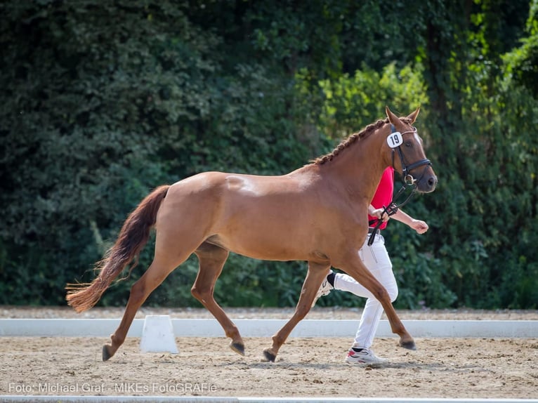 Deutsches Reitpony Stute 10 Jahre 148 cm Fuchs in Burgauberg