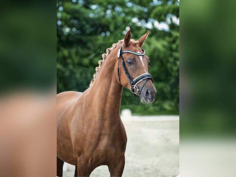 Deutsches Reitpony Stute 10 Jahre 148 cm Fuchs in Ihlow