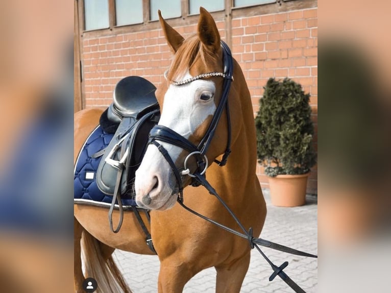 Deutsches Reitpony Stute 10 Jahre 148 cm Fuchs in Lippetal