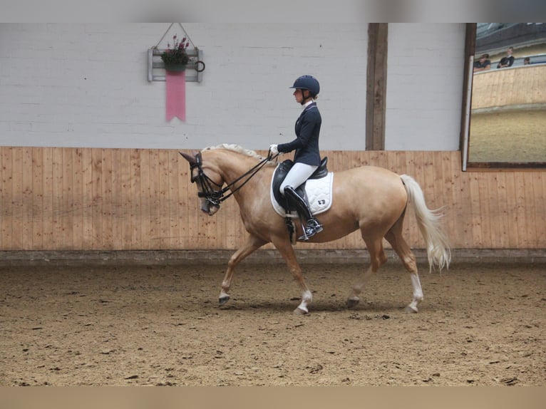 Deutsches Reitpony Stute 10 Jahre 148 cm Palomino in Havixbeck