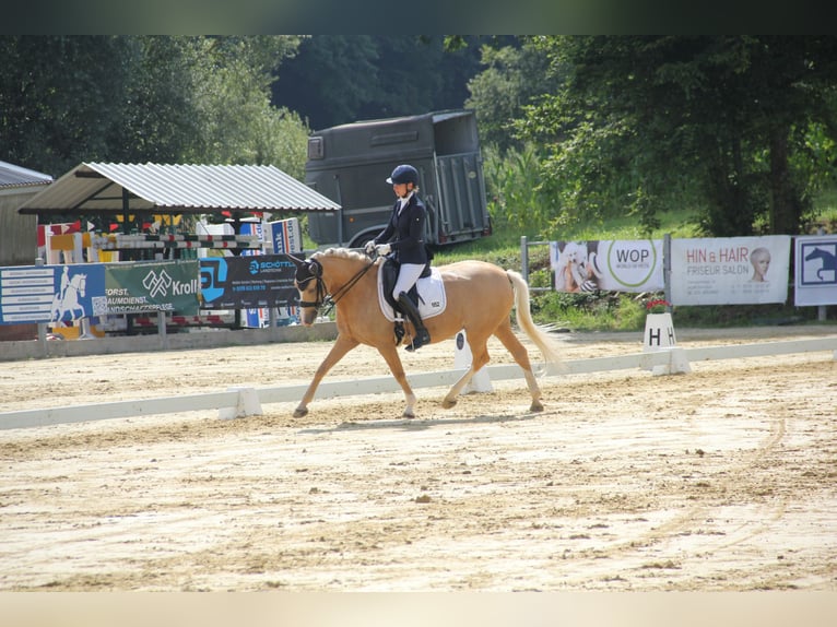 Deutsches Reitpony Stute 10 Jahre 148 cm Palomino in Havixbeck