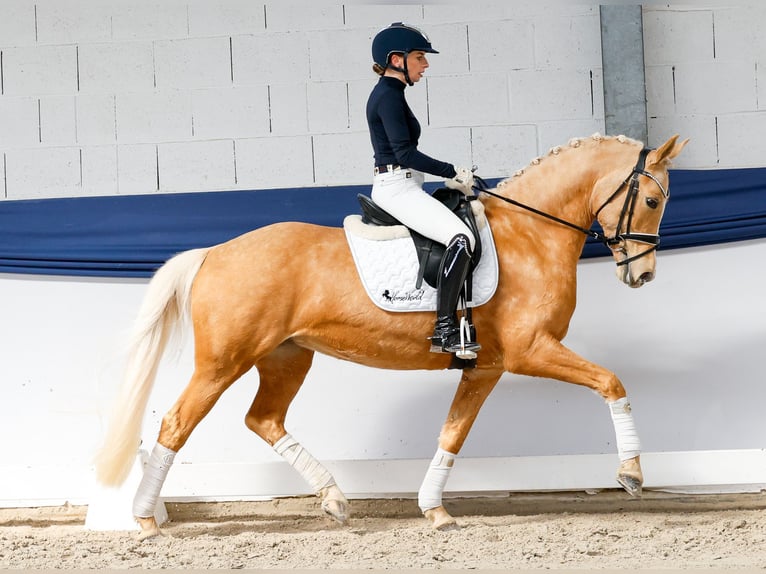 Deutsches Reitpony Stute 10 Jahre 148 cm Palomino in Marsberg