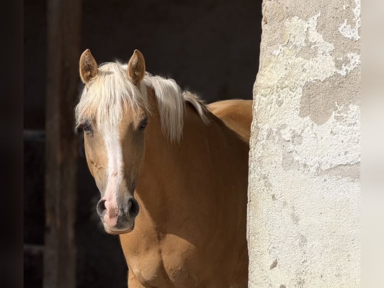 Deutsches Reitpony Stute 10 Jahre 148 cm Palomino in München