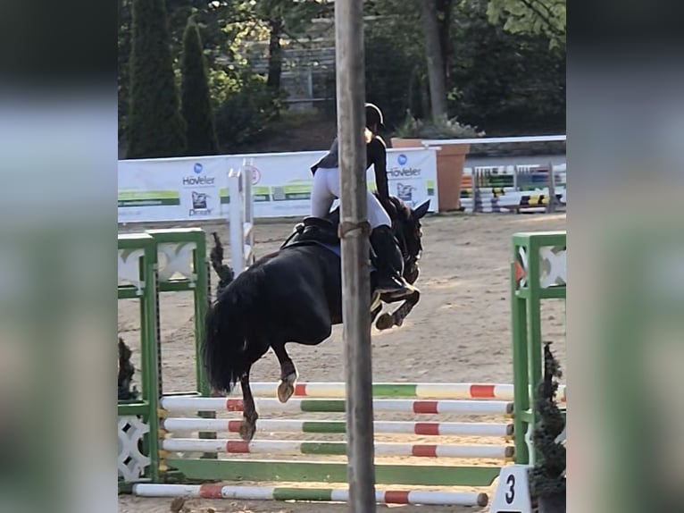 Deutsches Reitpony Mix Stute 10 Jahre 148 cm Rappe in Bad Goisern