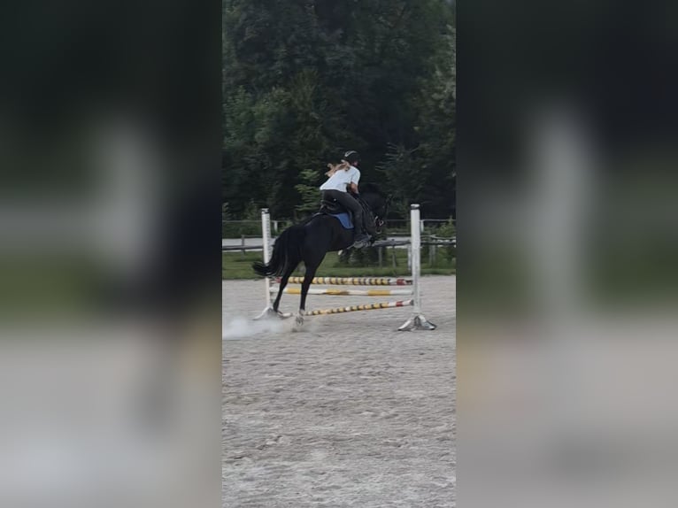 Deutsches Reitpony Mix Stute 10 Jahre 148 cm Rappe in Bad Goisern
