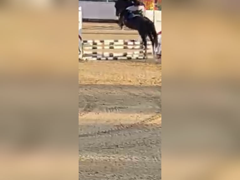 Deutsches Reitpony Mix Stute 10 Jahre 148 cm Rappe in Bad Goisern