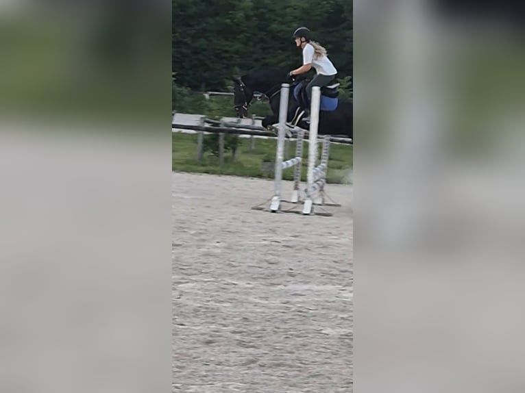 Deutsches Reitpony Mix Stute 10 Jahre 148 cm Rappe in Bad Goisern