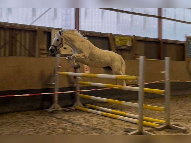 Deutsches Reitpony Stute 10 Jahre 148 cm Schimmel in Uetze