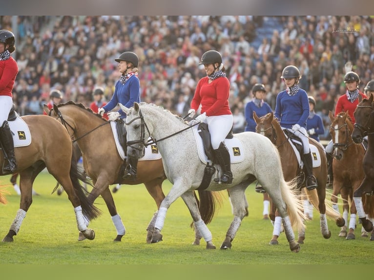 Deutsches Reitpony Stute 10 Jahre 148 cm Schimmel in Ballenstedt