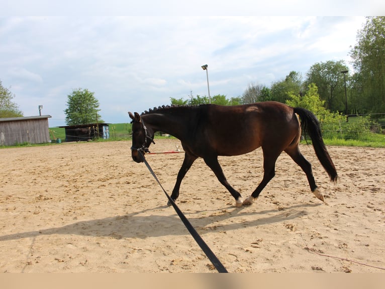 Deutsches Reitpony Stute 10 Jahre 148 cm Schwarzbrauner in Bobitz