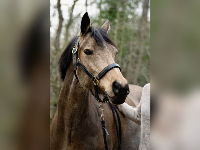 Deutsches Reitpony Stute 10 Jahre 150 cm Buckskin in Glottertal