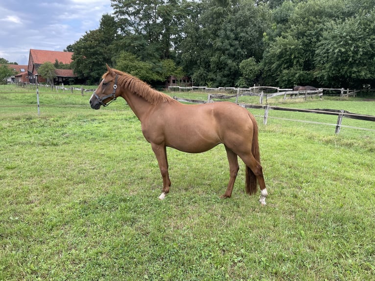 Deutsches Reitpony Stute 10 Jahre 150 cm Fuchs in Bad Laer