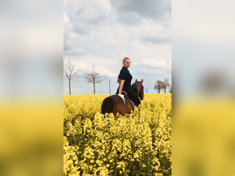 Deutsches Reitpony Stute 10 Jahre 150 cm Schecke in Demmin