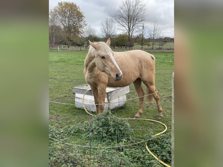 Deutsches Reitpony Stute 10 Jahre 150 cm Schecke in Demmin